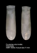 Cuvierina columnella (3)